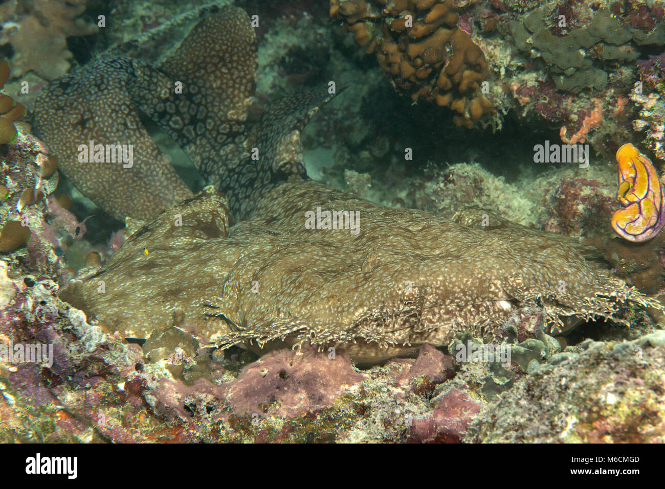 Tasselled squalo wobbegong ( Eucrossorhinus dasypogon ) poggia sul fondo del mare di Raja Ampat, Indonesia Foto Stock