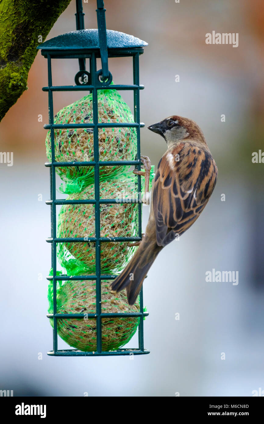 Close up ritratto di un passero comune si appollaia su un Bird Feeder Foto Stock