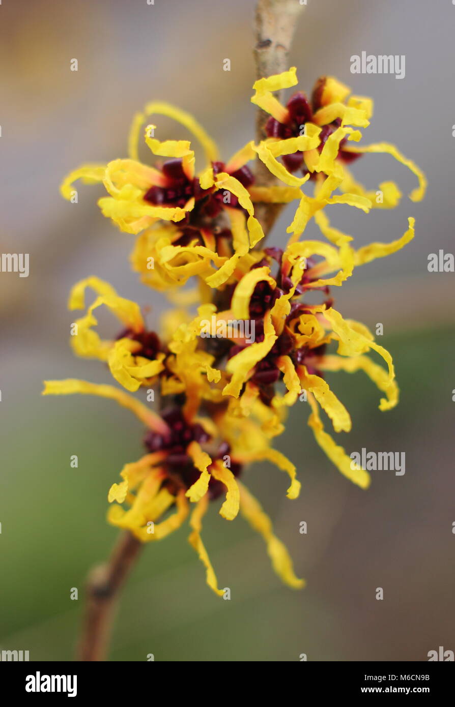 Hamamelis 'Aurora'. Fiori di rospo di inverno fioritura HAMAMELIS X INTERMEDIA 'AURORA 'witch hazel nel mese di gennaio. REGNO UNITO Foto Stock