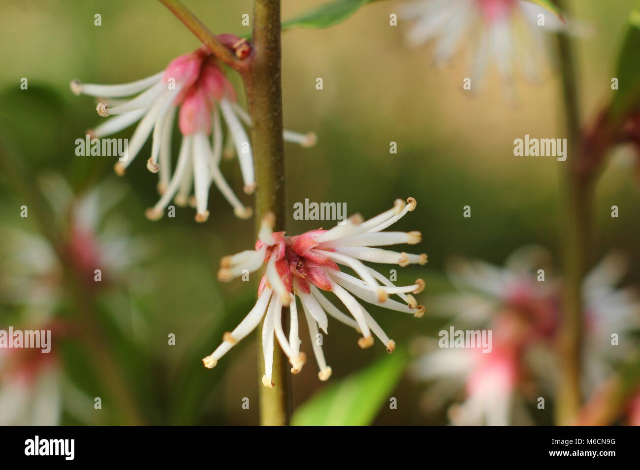 Fragranti fiori invernali di Sarcococca hookeriana var. digyna "viola" dello stelo, scatola di dolci che fiorisce in un giardino in gennaio, REGNO UNITO Foto Stock