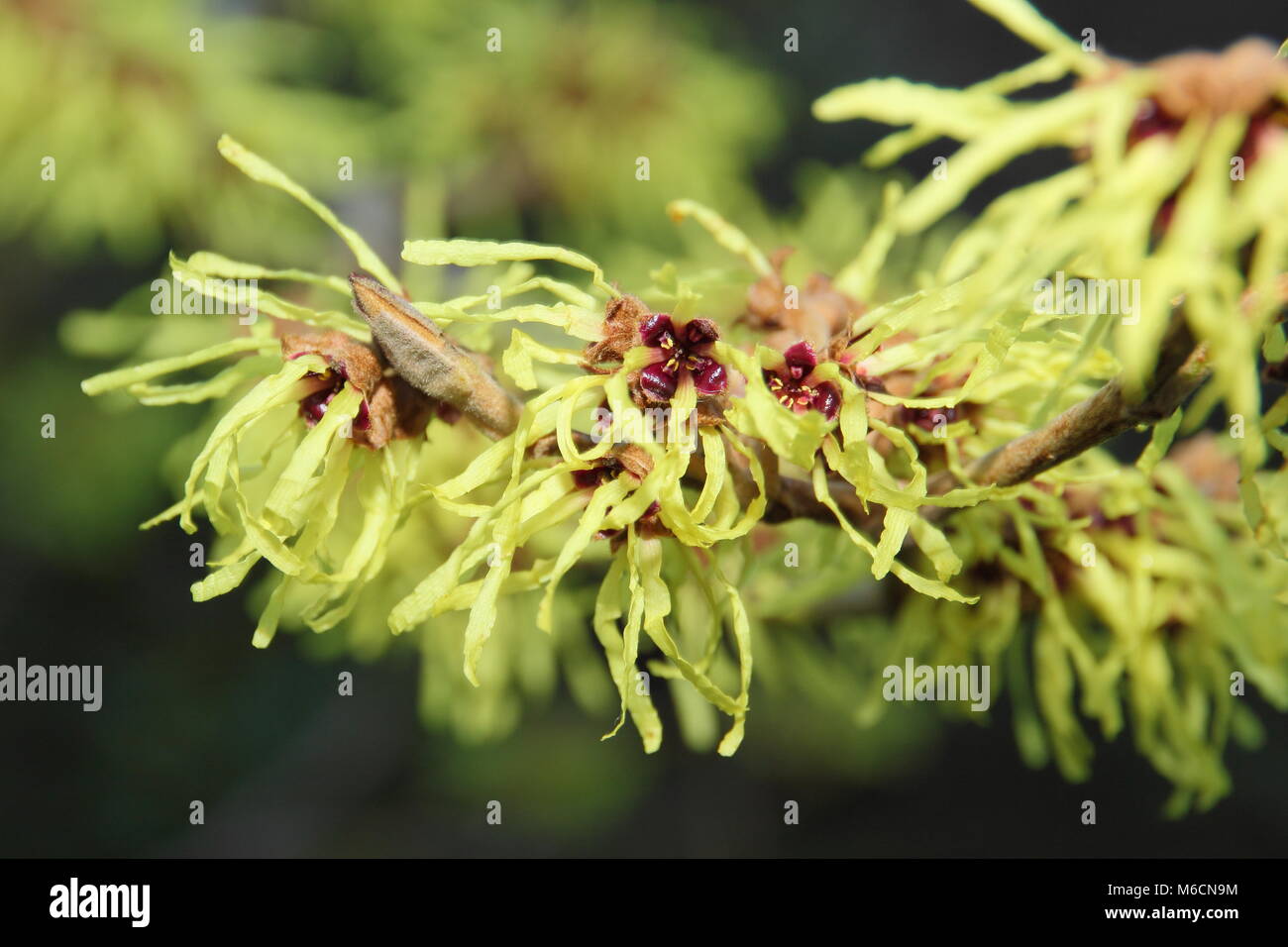 Spidery fiori di fioritura invernale HAMAMELIS x INTERMEDIA 'PALLIDA' amamelide arbusto, chiamato anche Hamamelis mollis "Pallida', fioritura nel gennaio del Regno Unito Foto Stock