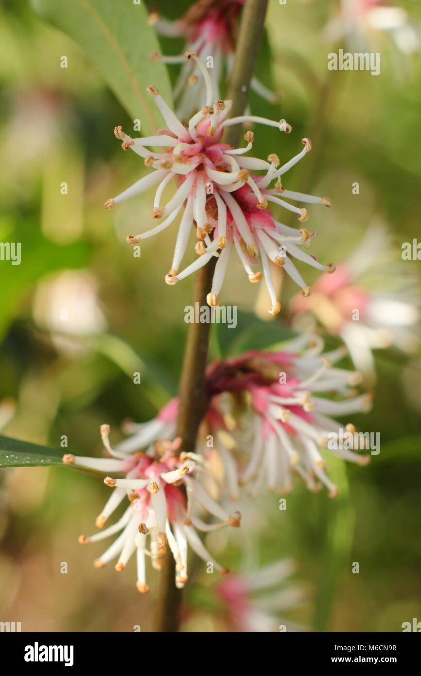 Fragranti fiori invernali di Sarcococca hookeriana var. digyna "viola" dello stelo, scatola di dolci che fiorisce in un giardino in gennaio, REGNO UNITO Foto Stock