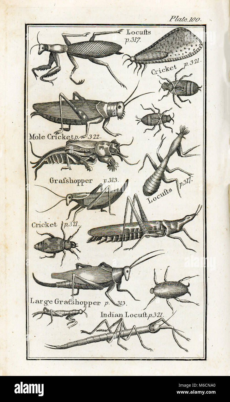 1792. Ex libris dal Vol.II di Storia Naturale da Comte de Buffon (Georges-Louis Leclerc) Foto Stock