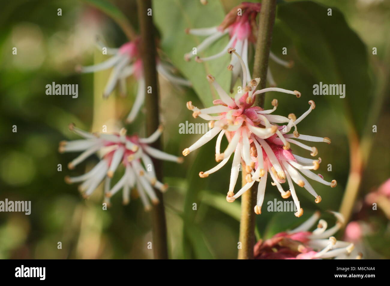 Fragranti fiori invernali di Sarcococca hookeriana var. digyna "viola" dello stelo, scatola di dolci che fiorisce in un giardino in gennaio, REGNO UNITO Foto Stock