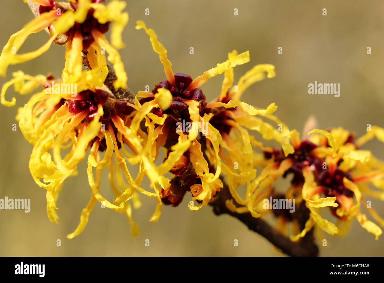 Spidery fiori di fioritura invernale HAMAMELIS X INTERMEDIA "AURORA" amamelide, fioritura in gennaio, un arbusto, REGNO UNITO Foto Stock