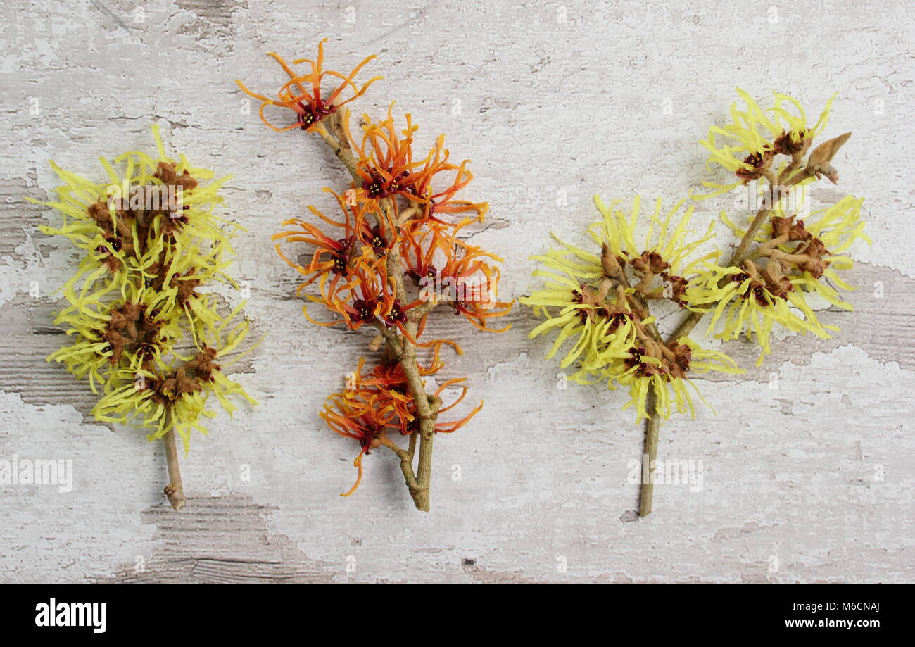 Amamelide varietà L-R: Hamamelis x intermedia pallida, Hamamelis x intermedia Jelena, Hamamelis x intermedia Primavera Foto Stock