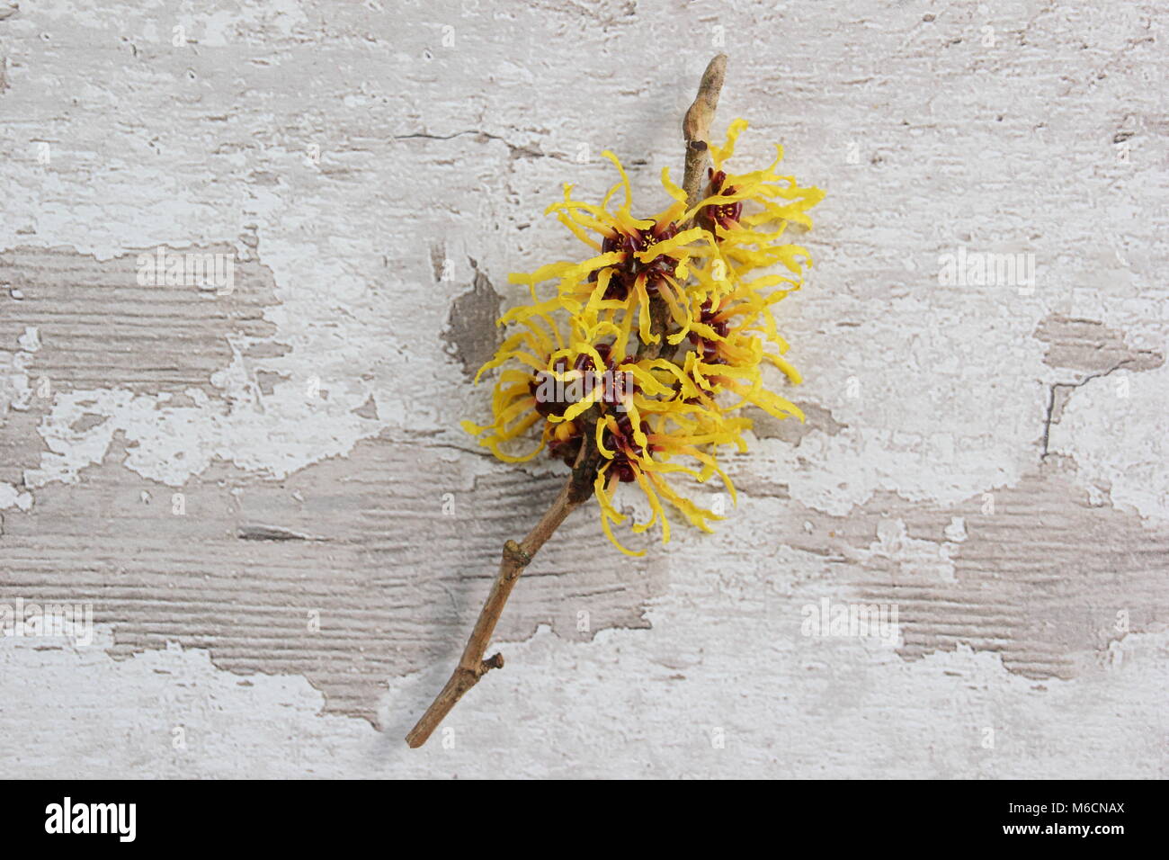 Spidery fiori di fioritura invernale HAMAMELIS X INTERMEDIA "AURORA" amamelide, fioritura in gennaio, un arbusto, REGNO UNITO Foto Stock