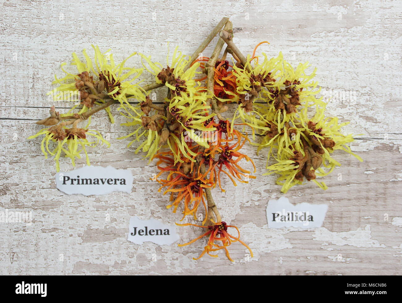 Hamamelis, Strega noccioleti L-R: Hamamelis x intermedia PRIMAVERA, Hamamelis x intermedia JELENA, Hamamelis x intermedia pallida (aka. H. mollis pallida) Foto Stock