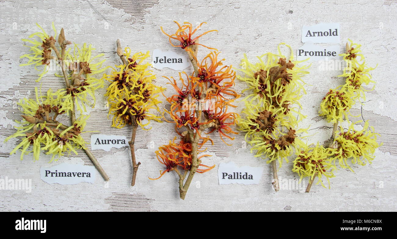 Hamamelis x intermedia . Amamelide. L-R: primavera, .AURORA, JELENA, pallida, Arnold promessa Foto Stock