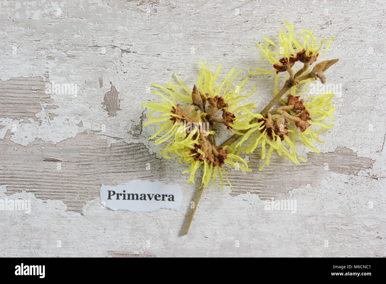 Spidery fiori di fioritura invernale HAMAMELIS X INTERMEDIA 'primavera' amamelide arbusto, REGNO UNITO Foto Stock