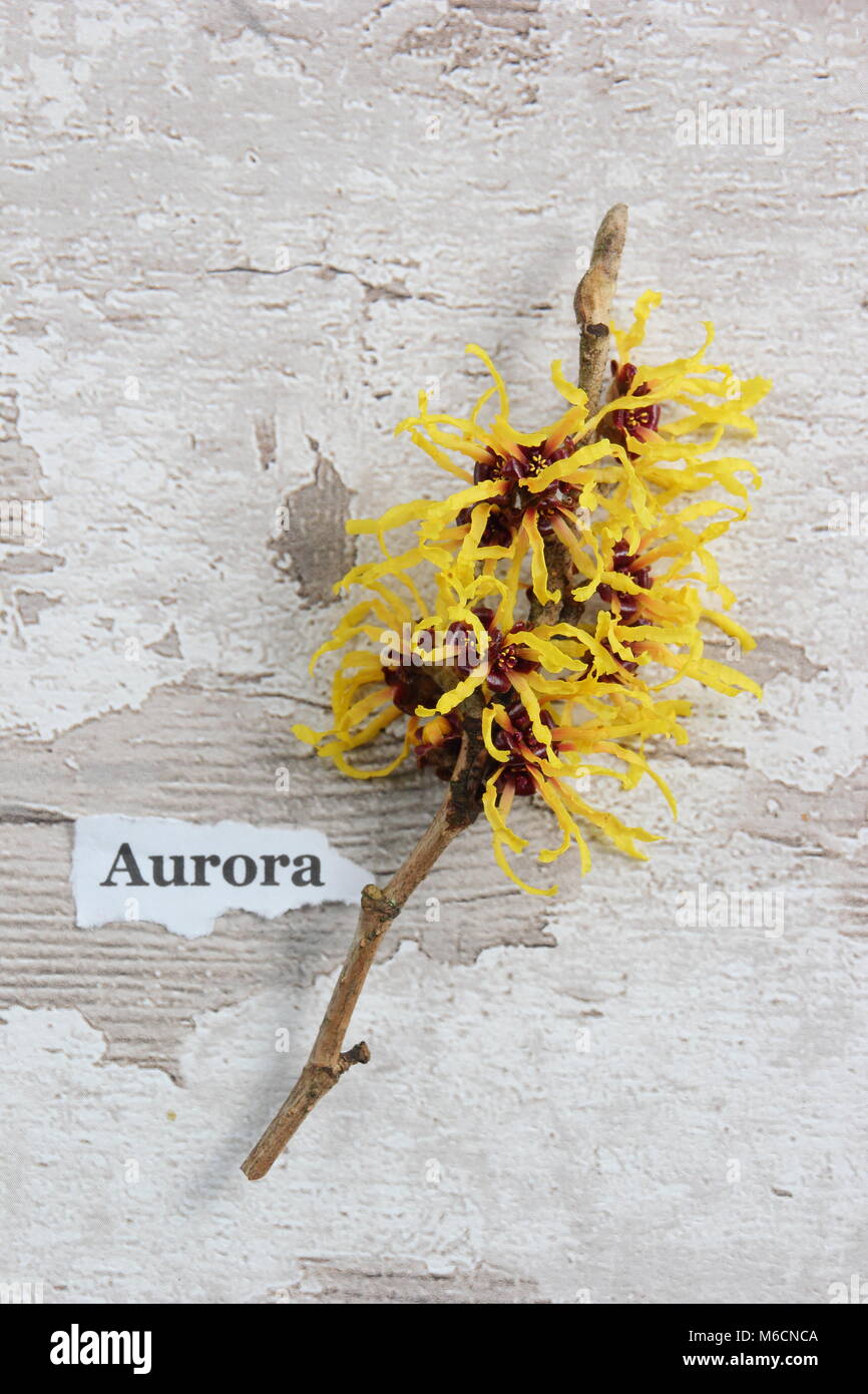Spidery fiori di fioritura invernale HAMAMELIS X INTERMEDIA "AURORA" amamelide, fioritura in gennaio, un arbusto, REGNO UNITO Foto Stock