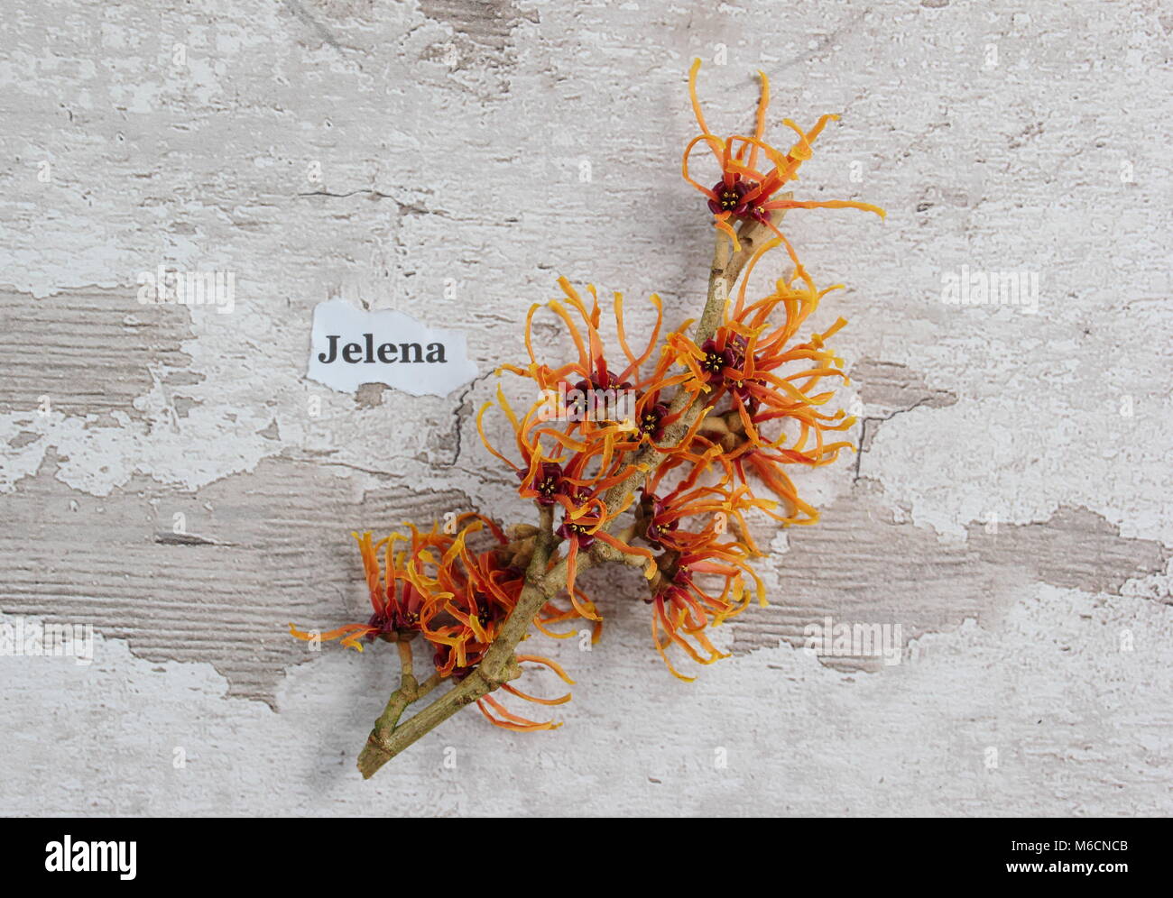 Spidery fiori di fioritura invernale HAMAMELIS X INTERMEDIA JELENA' amamelide, fioritura in gennaio, un arbusto, REGNO UNITO Foto Stock