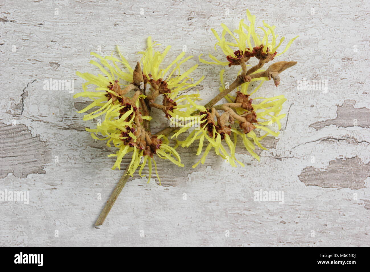 Spidery fiori di fioritura invernale HAMAMELIS X INTERMEDIA 'primavera' amamelide arbusto, REGNO UNITO Foto Stock