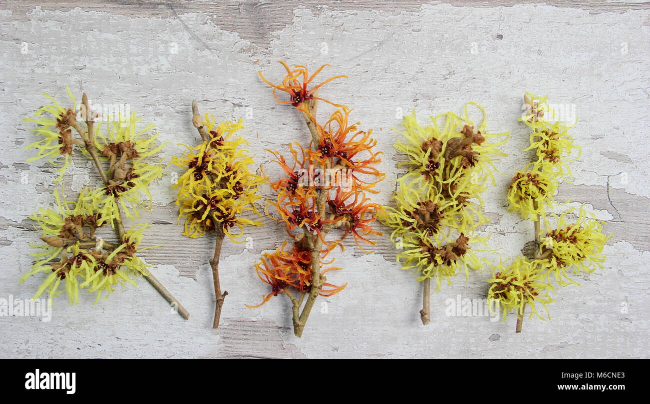 Hamamelis. Amamelide L-R: H. x intermedia AURORA, H. x intermedia ARNOLD promessa, H. x intermedia JELENA, H. x intermedia pallida Foto Stock