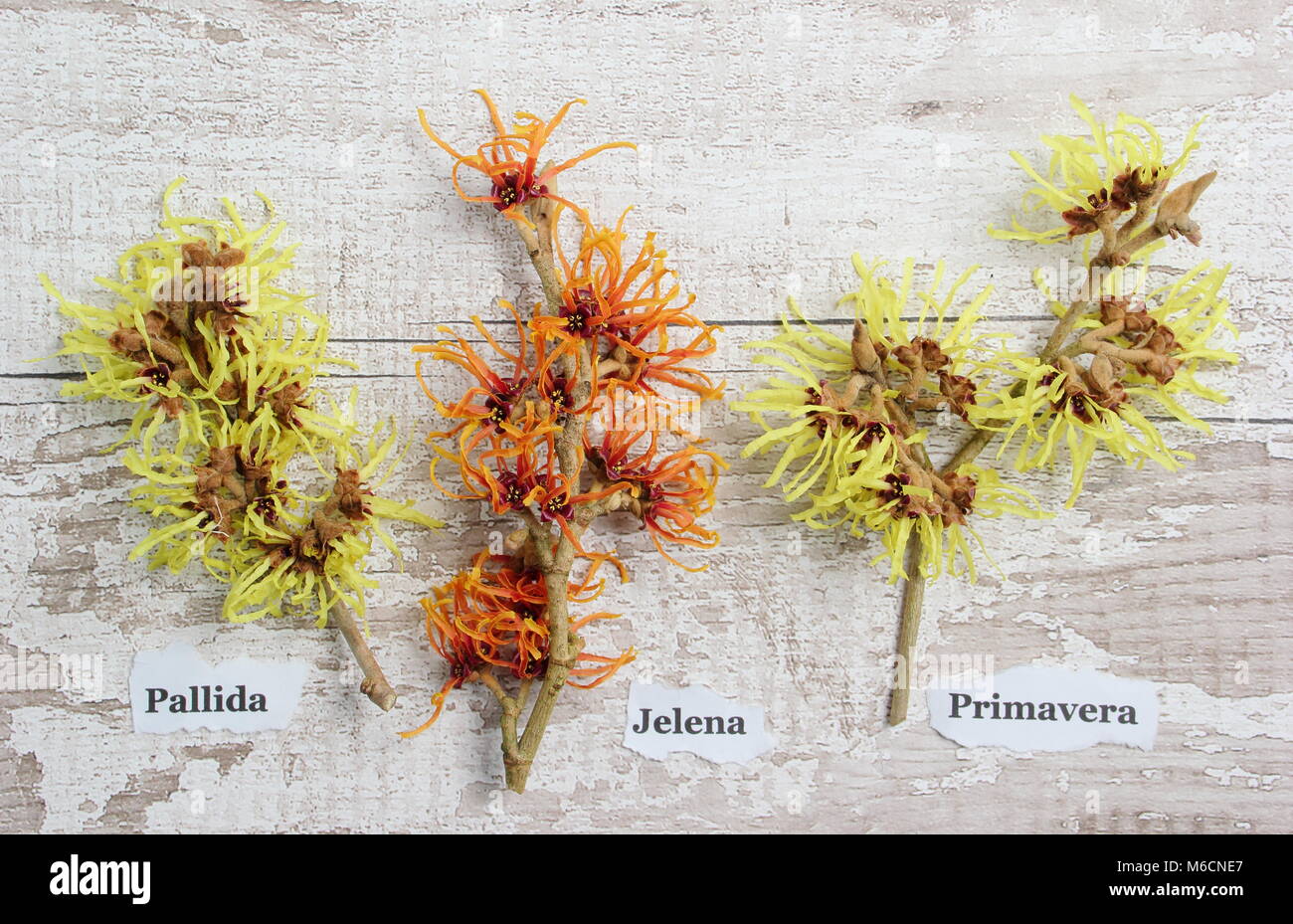 Amamelide varietà L-R: Hamamelis x intermedia pallida, Hamamelis x intermedia JELENA, Hamamelis x intermedia PRIMAVERA Foto Stock