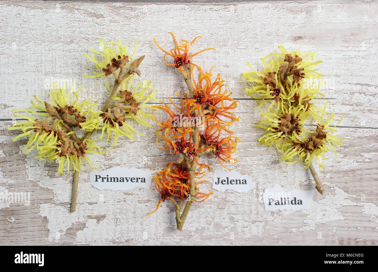 Amamelide varietà L-R: Hamamelis x intermedia PRIMAVERA, Hamamelis x intermedia JELENA, Hamamelis x intermedia pallida Foto Stock