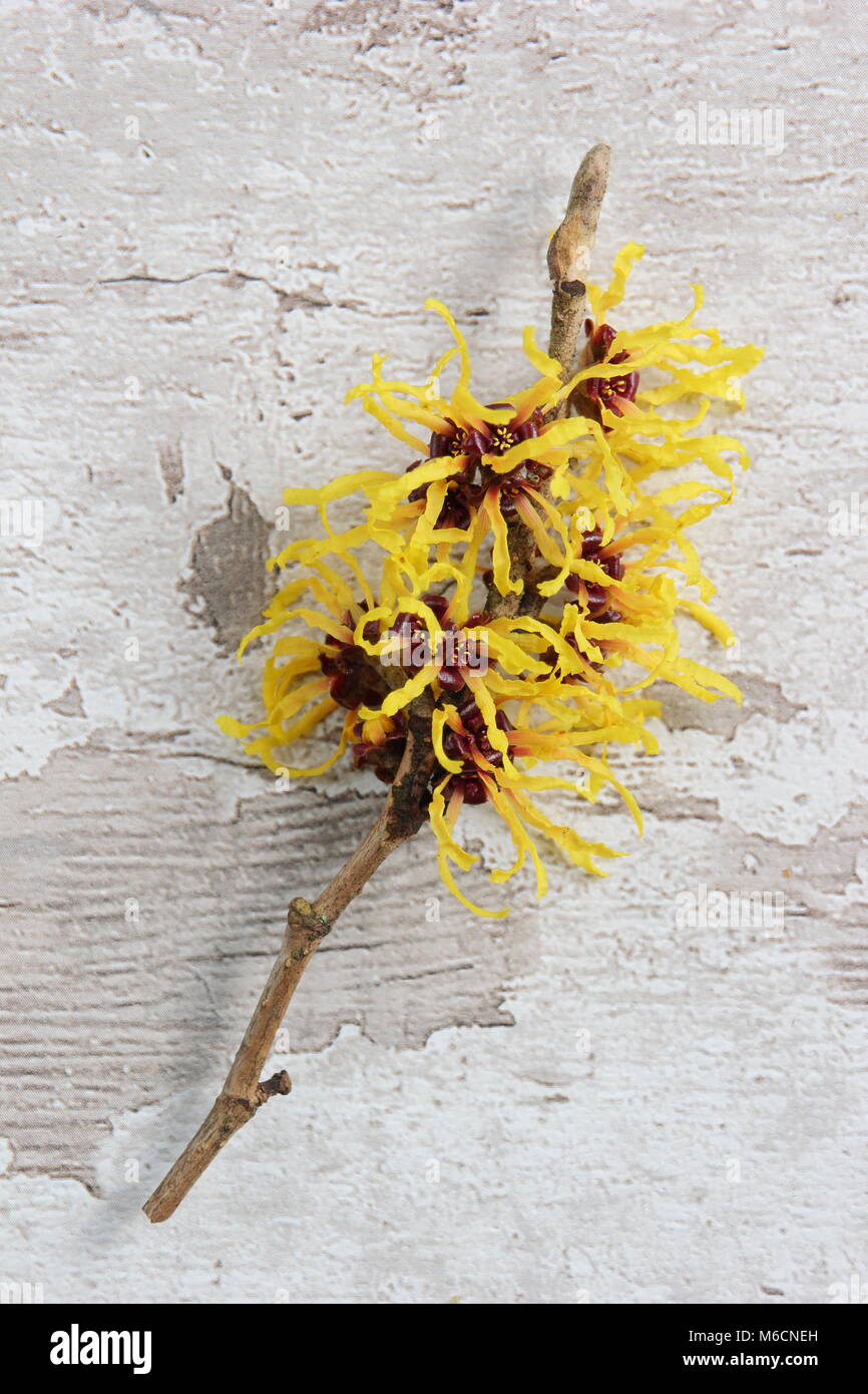 Spidery fiori di fioritura invernale HAMAMELIS X INTERMEDIA "AURORA" amamelide, fioritura in gennaio, un arbusto, REGNO UNITO Foto Stock