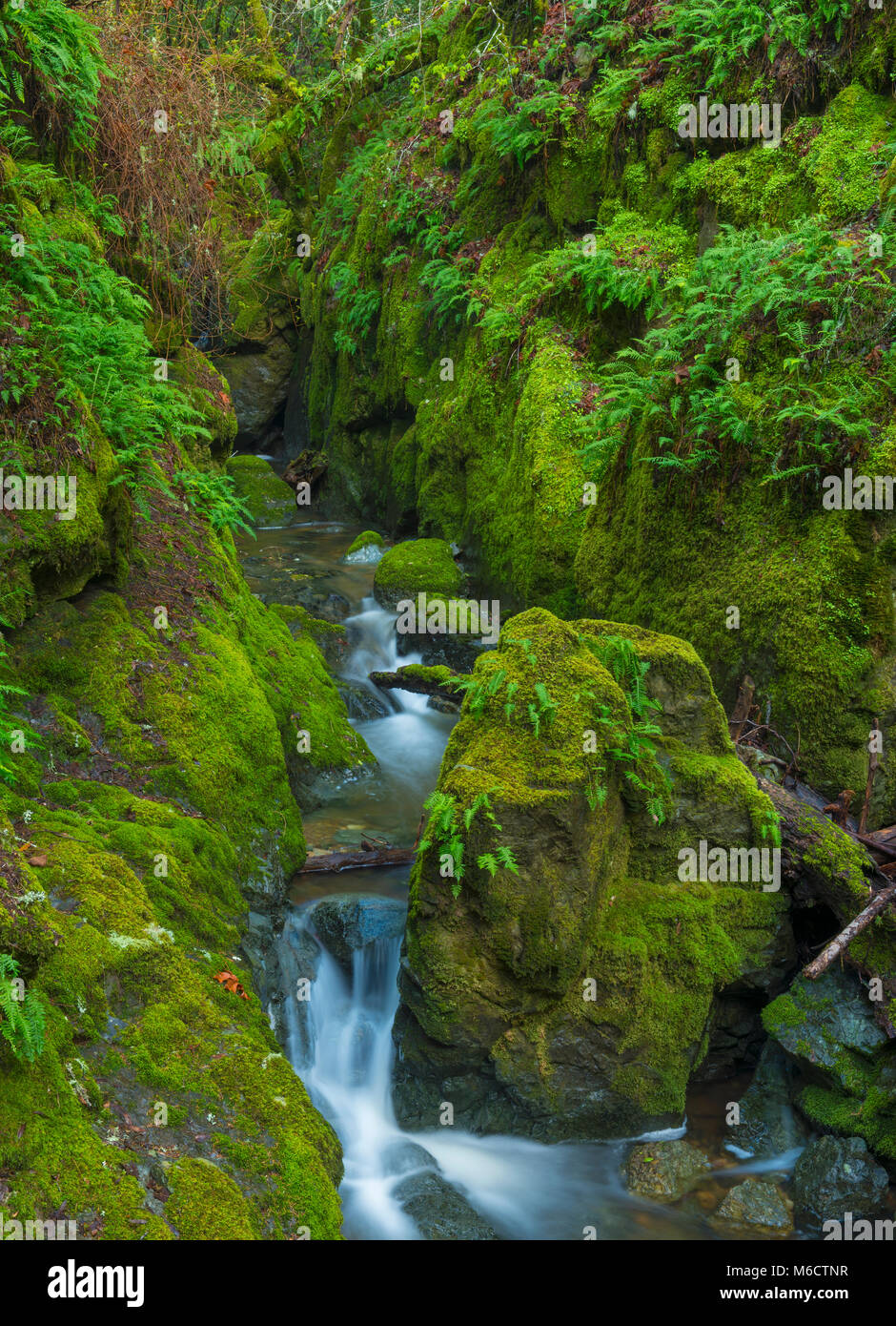 La cataratta Creek, Monte Tamalpais, Marin County, California Foto Stock