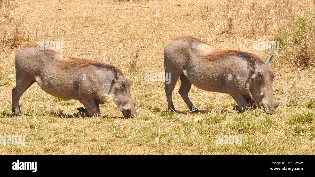 Un paio maschio e femmina di Warthog comune (Phacochoerus africanus) foraging e alimentazione. Parco Nazionale di Serengeti, Tanzania. Foto Stock