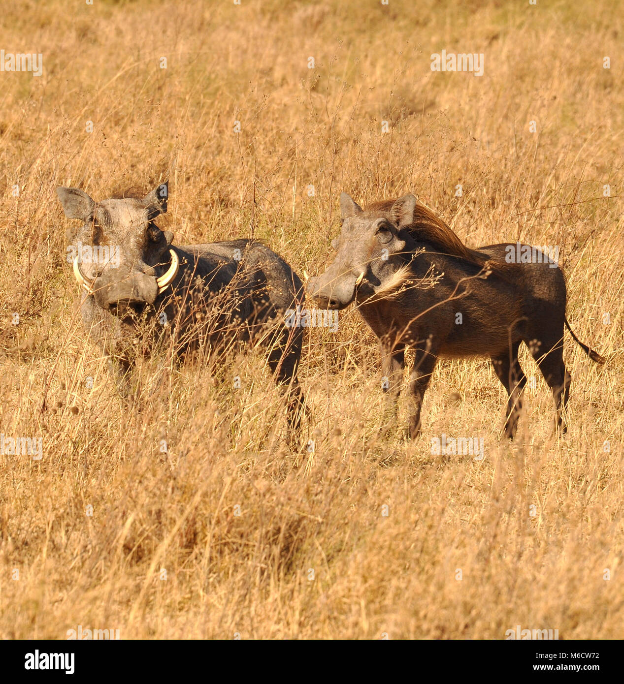 Un maschio e femmina coppia di comune warthog (Phacochoerus africanus). Parco Nazionale del Serengeti, Tanzania. Foto Stock