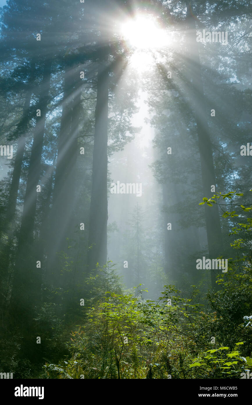 Sollevamento di nebbia, Redwoods, Lady Bird Johnson Grove, Parco Nazionale di Redwood in California Foto Stock