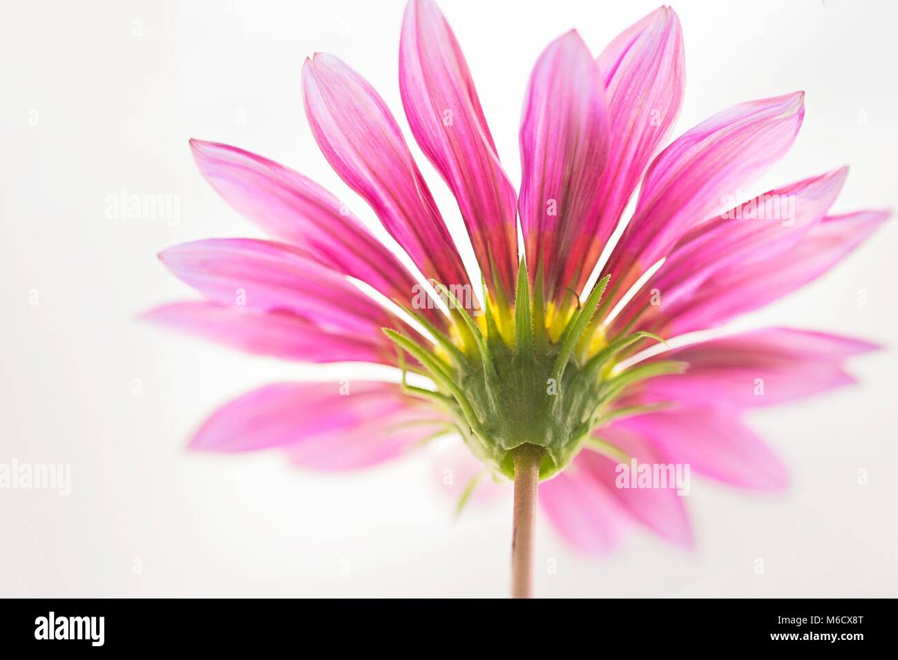 Soft focus macro fotografia di una gerbera sp. fiore. Foto Stock