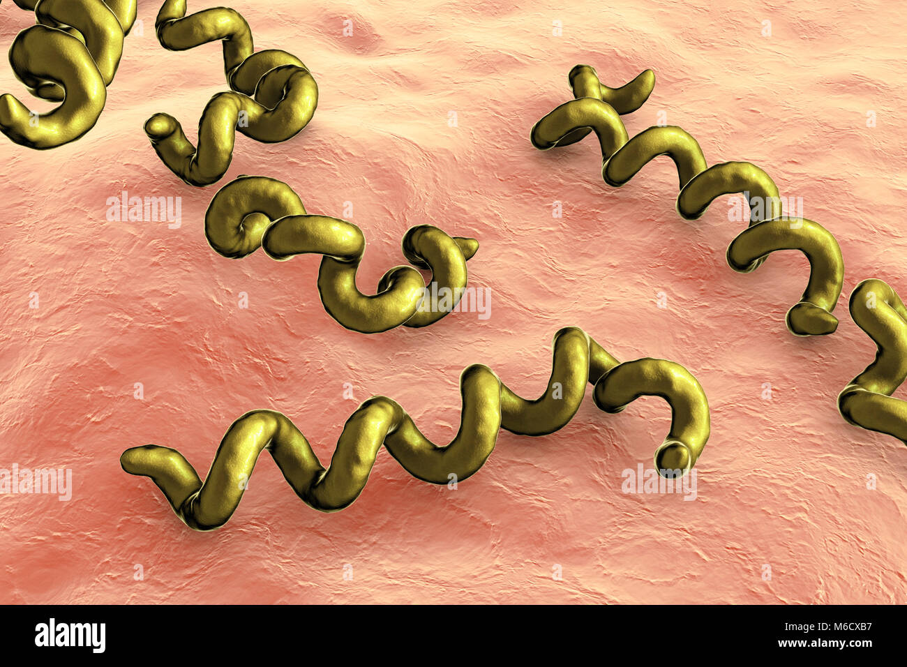 Computer illustrazione dei batteri spirochaete Treponema pallidum, che  causa la sifilide. La sifilide è di solito sessualmente trasmesse, ma può  anche passare da un virus per donna incinta al suo bambino (Sifilide