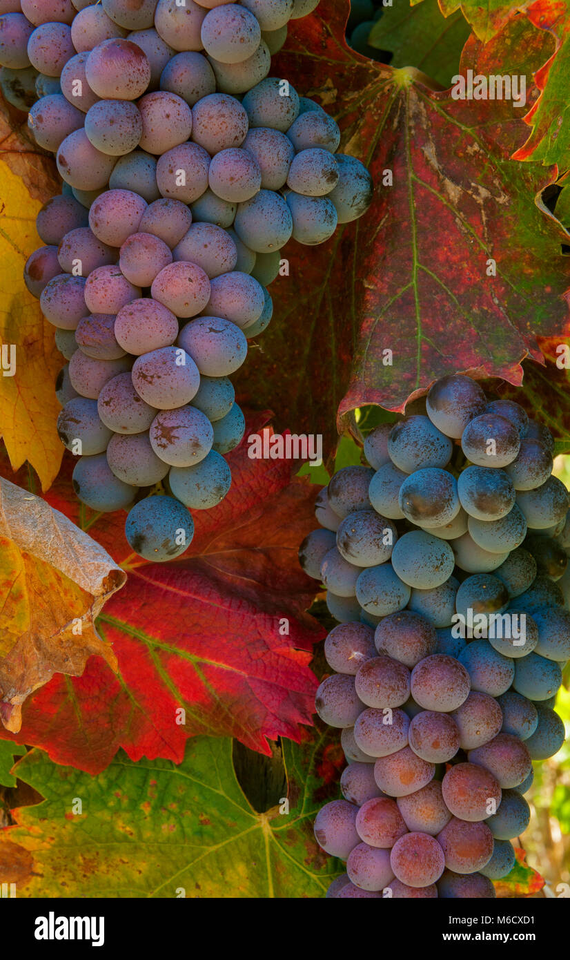 Syrah, Front Porch Farm, Healdsburg, Sonoma County, California Foto Stock