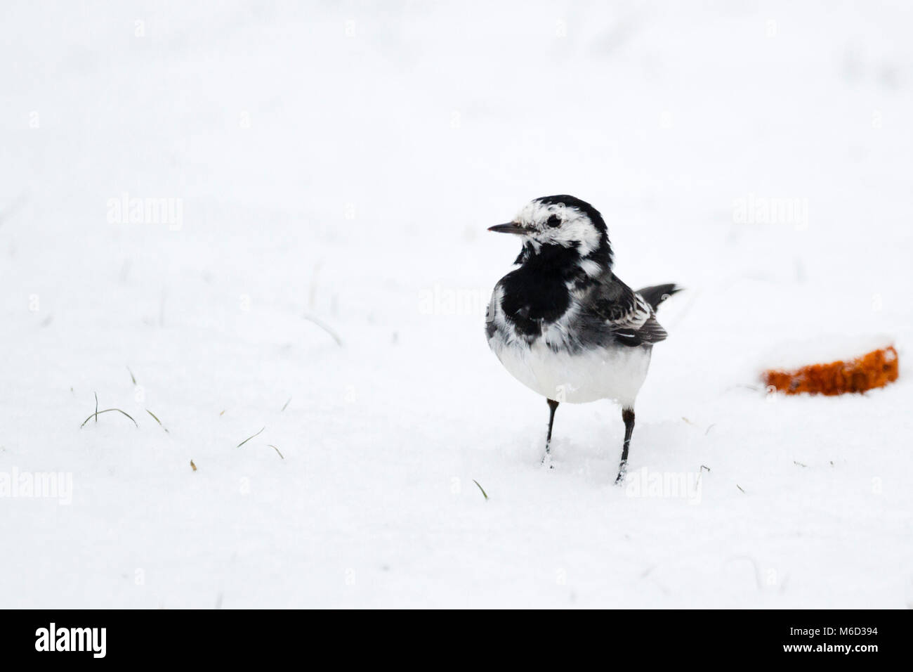 02 mar 2018. Regno Unito meteo. Un Pied wagtail dopo la neve fresca caduta in East Sussex. Credito: Ed Brown/Alamy Live News Foto Stock