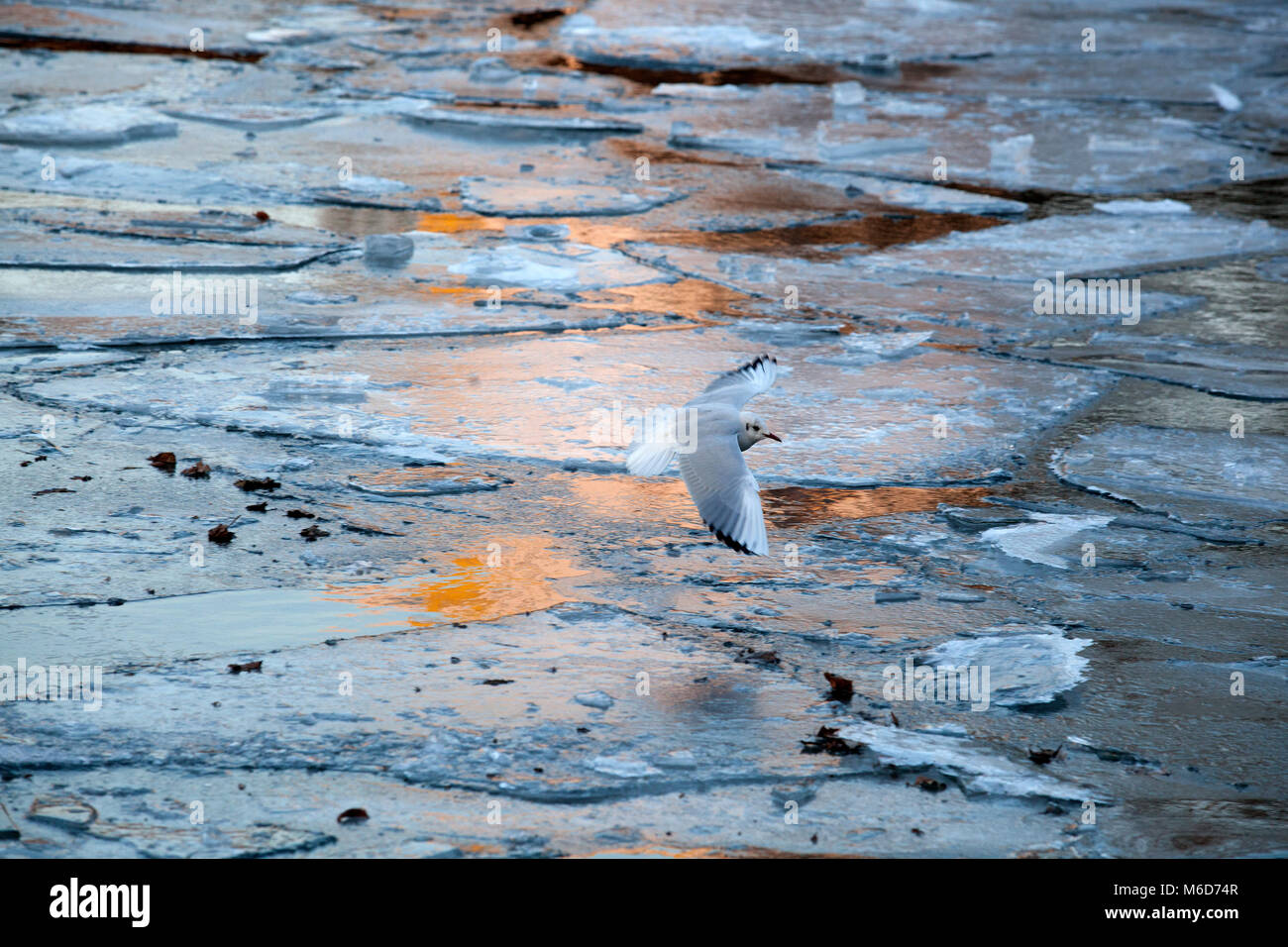 Un uccello prende un volo sopra il fiume congelato Sprea a Berlino, Germania. Foto Stock