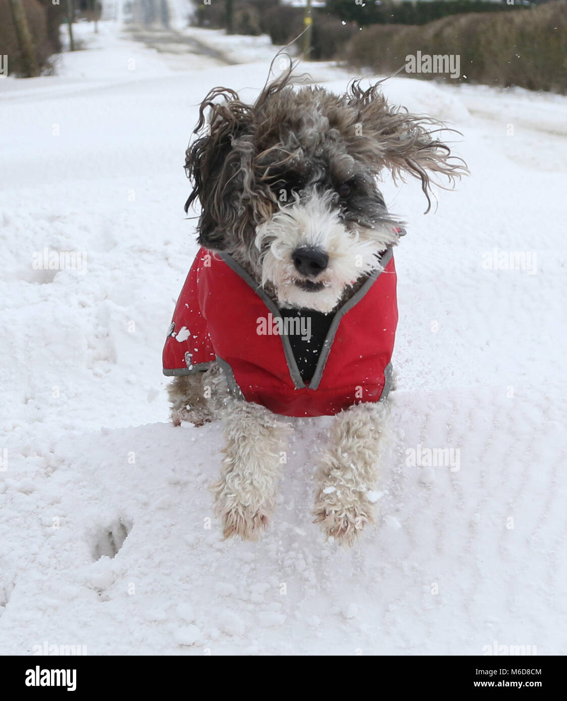 Peterborough, 2 marzo 2018. Cookie Il cockapoo cane è a non mettere fuori dalle cattive condizioni meteorologiche come lei svolge nella neve profonda in Peterborough, CAMBRIDGESHIRE. Cockapoo cane nella neve, Peterborough, il 2 marzo 2018. Credito: Paolo Marriott/Alamy Live News Foto Stock