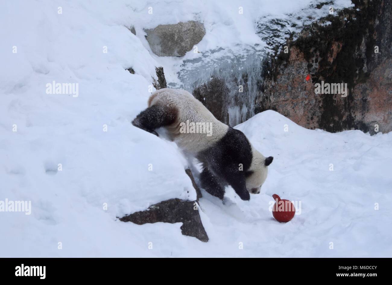Ahtari. 2 Mar, 2018. Panda gigante Jin Baobao gioca nella neve in zoo Ahtari in Finlandia il 2 marzo 2018. Il maschio, Hua Bao e la femmina, Jin Baobao, arrivando in Finlandia il 7 gennaio 18 sono la prima coppia di cinesi panda giganti vivono nei paesi nordici. Credito: Zhang Xuan/Xinhua/Alamy Live News Foto Stock