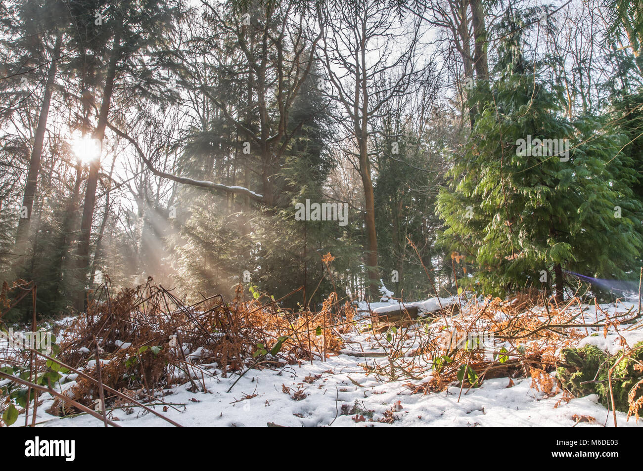 Ticehurst, East Sussex, Regno Unito.3 marzo 2018. Un momento glorioso per una passeggiata nella foresta quando il disgelo inizia nella campagna del Sussex. Foto Stock