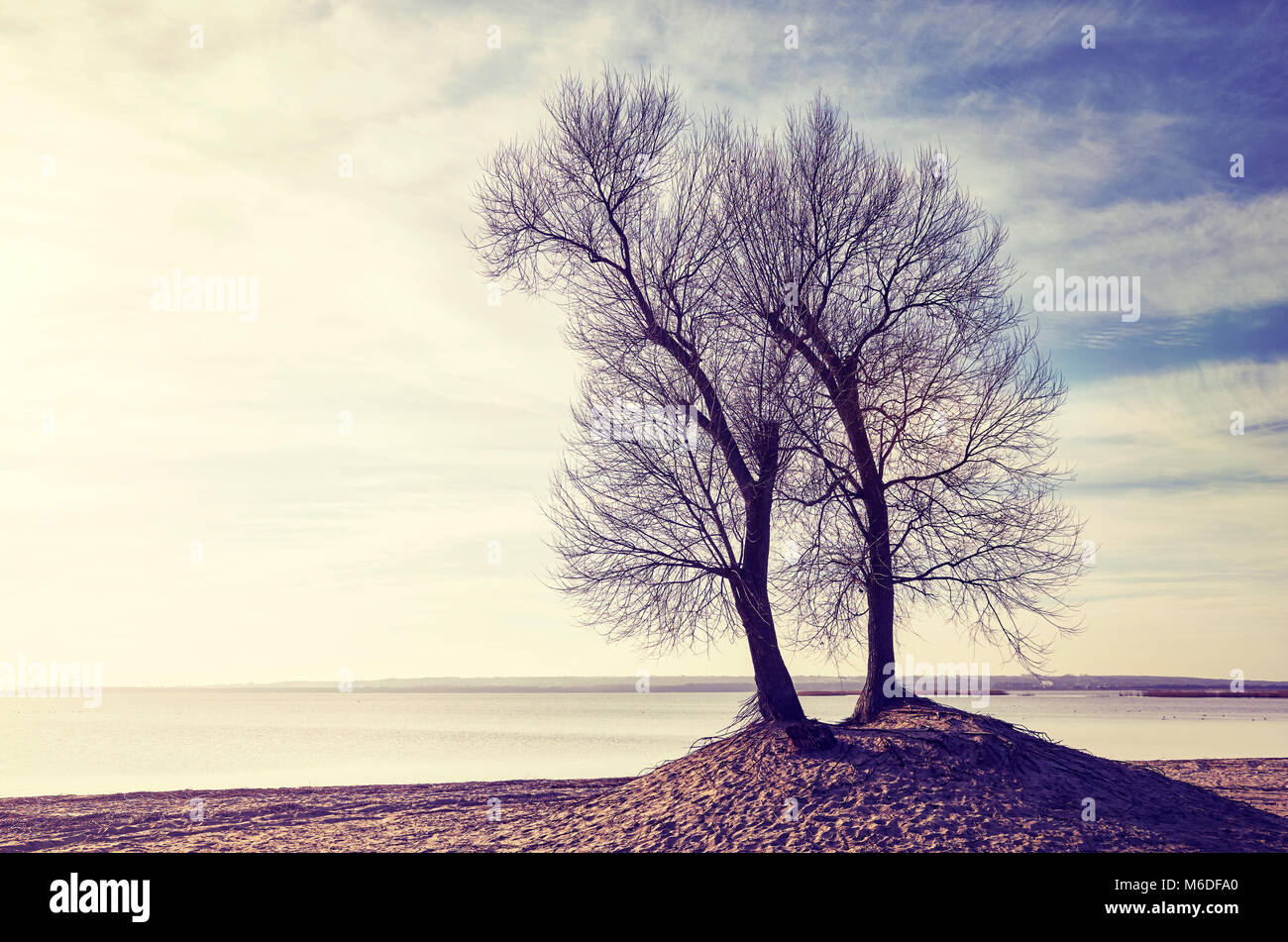 Twin alberi sulle rive di un fiume al tramonto, dai toni di colore dell'immagine. Foto Stock