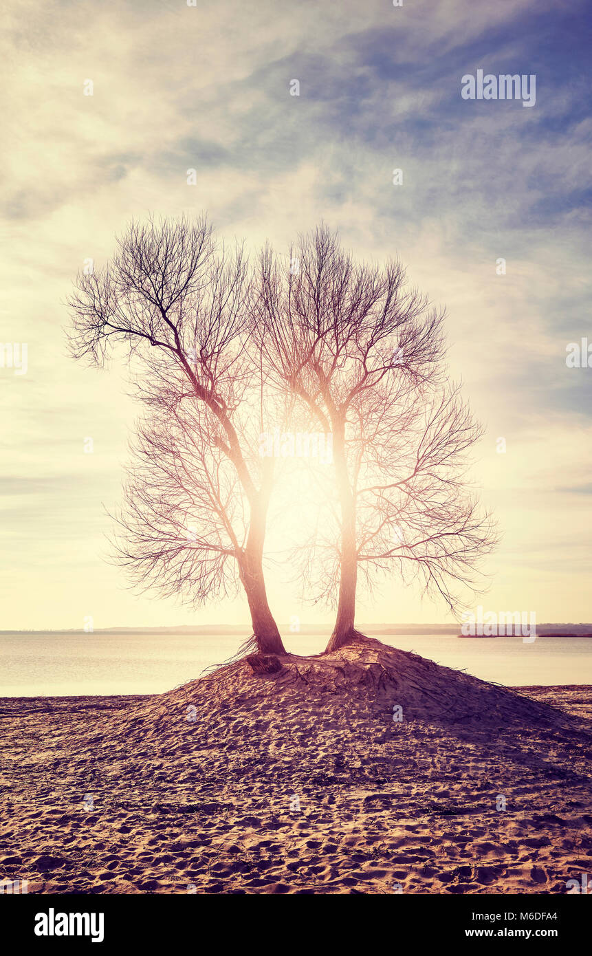 Twin alberi sulle rive di un fiume al tramonto, dai toni di colore dell'immagine. Foto Stock