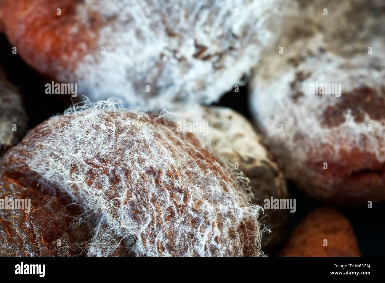 Extreme close up foto di ammuffito albicocche secche, profondità di campo. Foto Stock