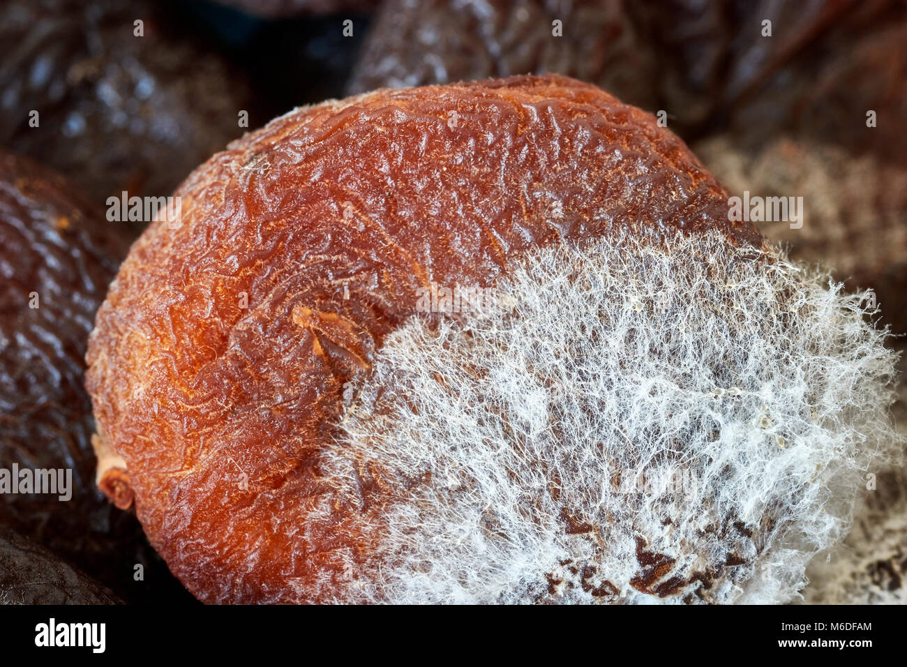 Extreme close up foto di ammuffito albicocche secche, profondità di campo. Foto Stock