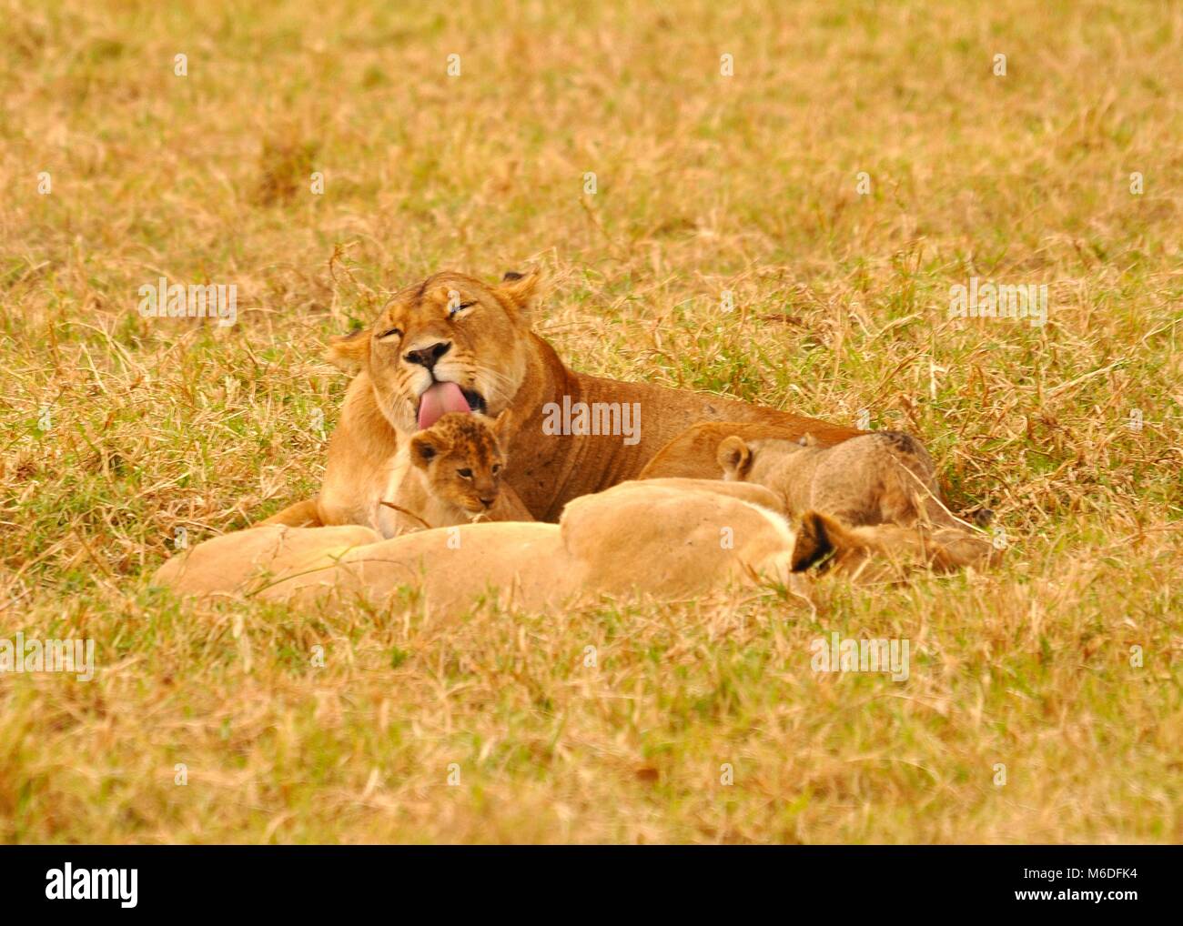 Una madre e dei cubs (Panthera leo) che giacciono nella Savannah e una madre che lecca il cucciolo. Preso nel parco nazionale di Serengeti, Tanzania Foto Stock