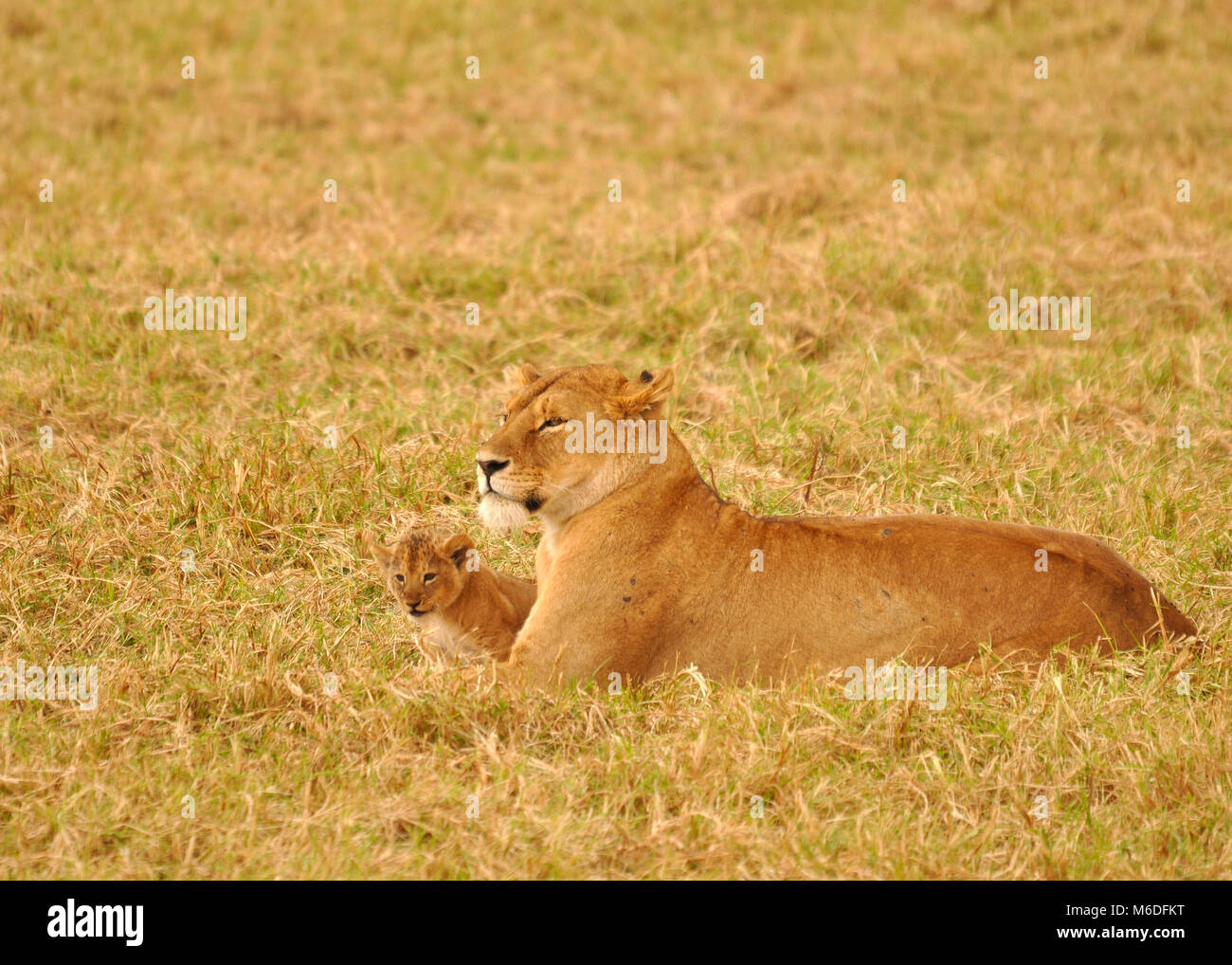 Una madre e un Cub (Panthera leo) che giacciono nella Savannah del Parco Nazionale di Serengeti, Tanzania Foto Stock