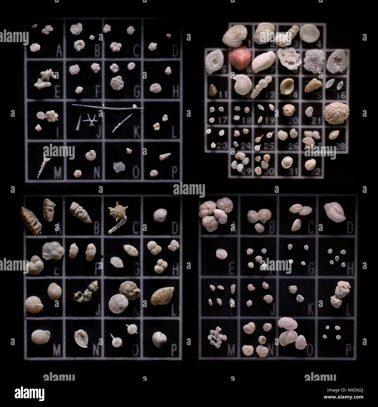 Vetrino per microscopio,misto di diverse varietà di marine micro fauna, foraminiferi, mare detriti Foto Stock