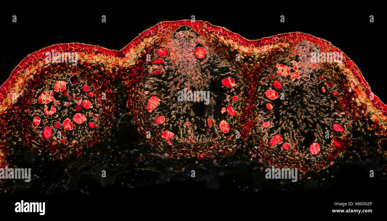 Il Fucus sp tallo TS mostra conceptacles femmina, campo oscuro fotomicrografia Foto Stock