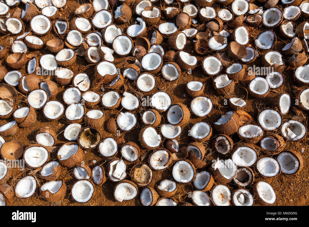 Noci di cocco di essiccazione e rendendo la copra, parte occidentale del Tamil Nadu, India. Foto Stock