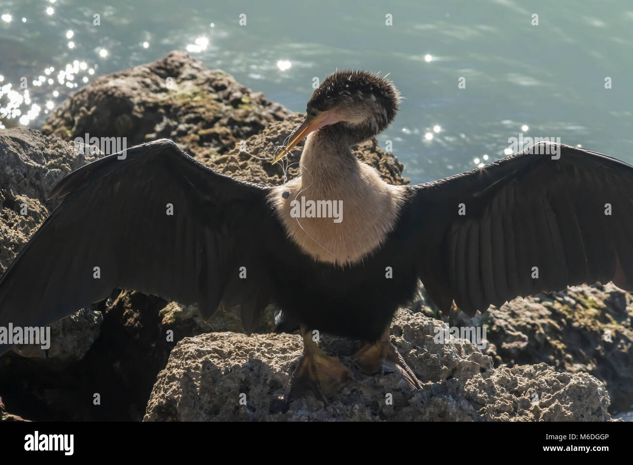 Anhinga impigliato nella linea di pesca e affrontare cerca di liberarsi vicino Nokomis Beacn, Florida. Foto Stock