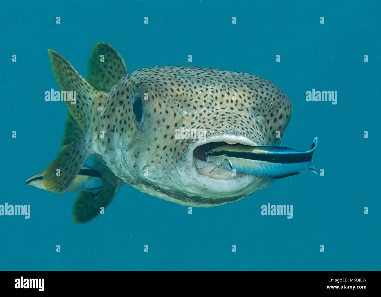 Porcupine pufferfish (diodon hystrix) essendo pulito dal pesce pulitore (labroides dimidiatus) presso la stazione di pulizia , Bali, Indonesia Foto Stock