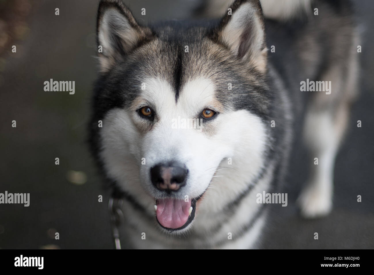 Alaskan Malamute all'aperto Foto Stock