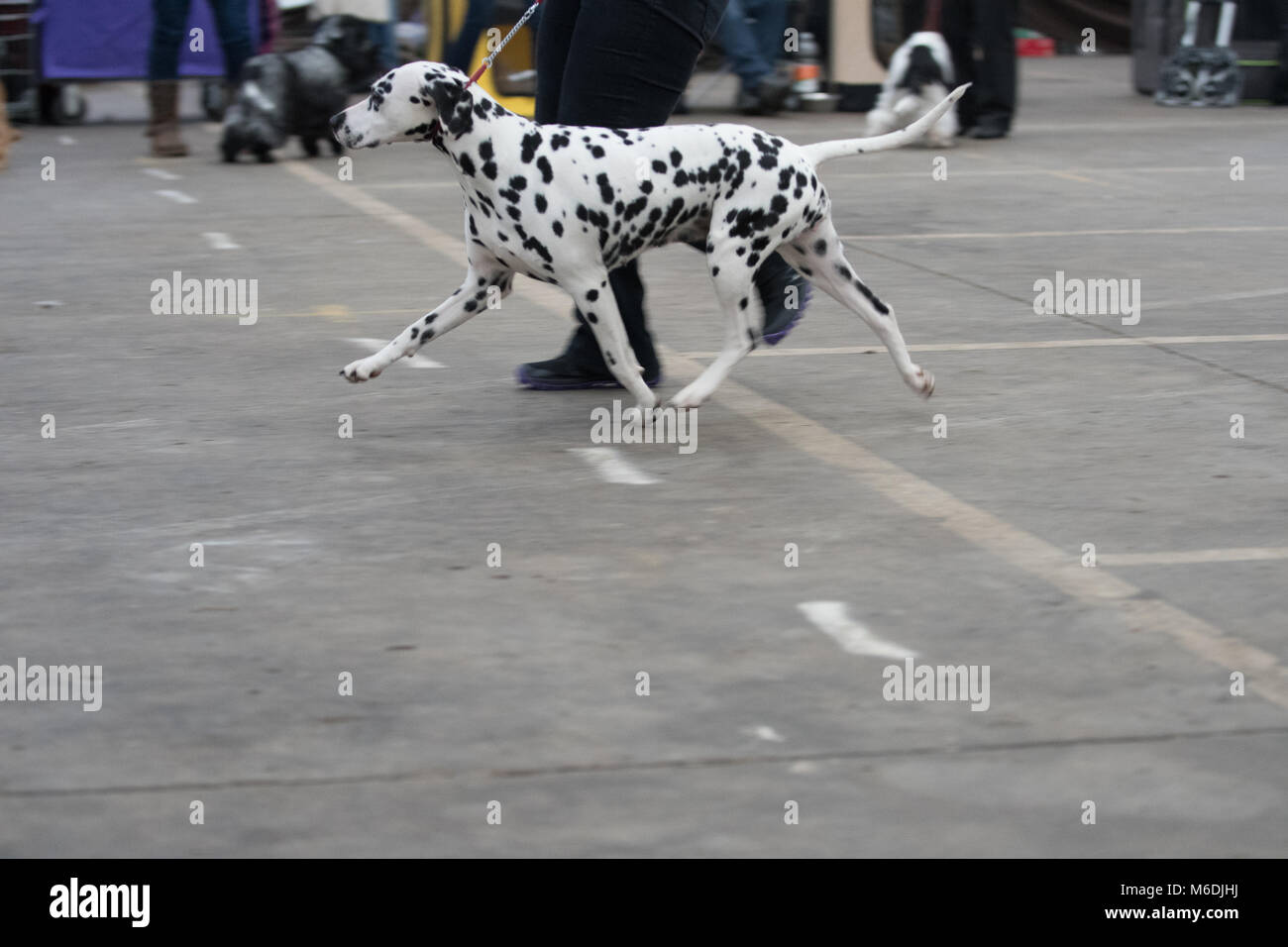 Andatura dalmata Foto Stock