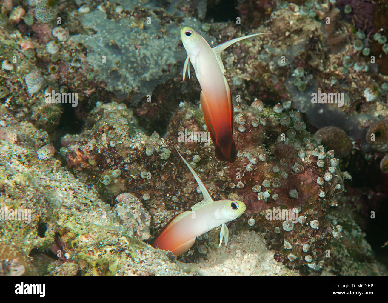 Due fuoco dartfish ( Nemateleotris magnifica ) nuoto sincronizzato al di sopra di coralli di Bali Foto Stock