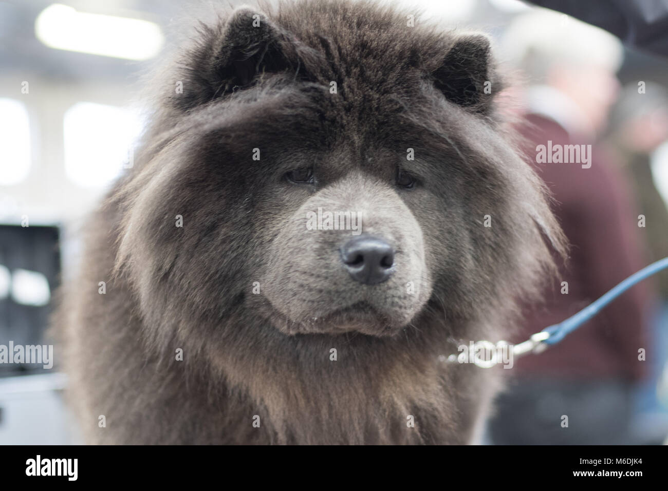 Chow Chow dog show Foto Stock