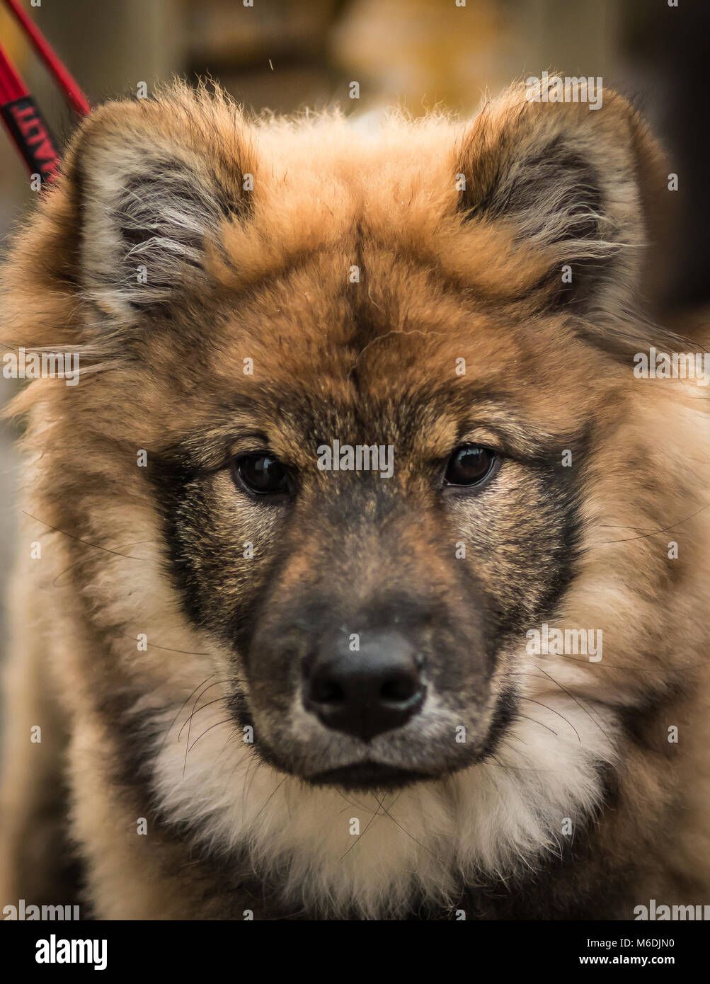 Eurasian cucciolo Foto Stock