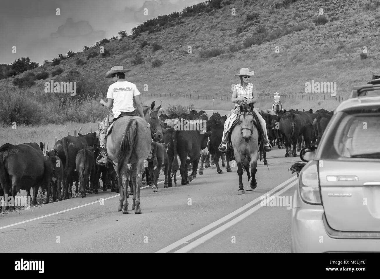 Automobili in attesa per il bestiame per liberare la strada; giovane maschio cowboy e una mezza età cowboy femmina su cavalli direttamente l'udito, Colorado, STATI UNITI D'AMERICA Foto Stock